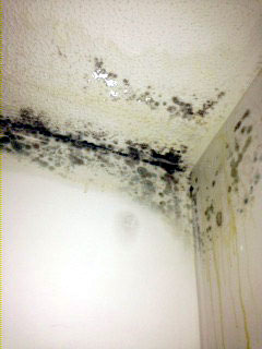 Black mold growing on cold spots